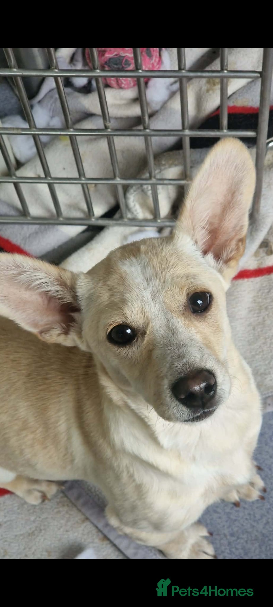 Mixed Breed dogs Small chi mix 4kg. Mrs pEARS - Advert 18