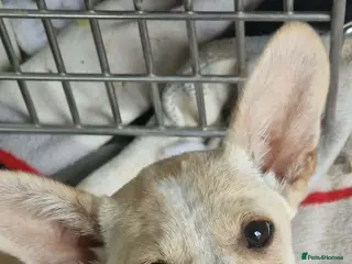 Mixed Breed dogs Small chi mix 4kg. Mrs pEARS - Advert 18