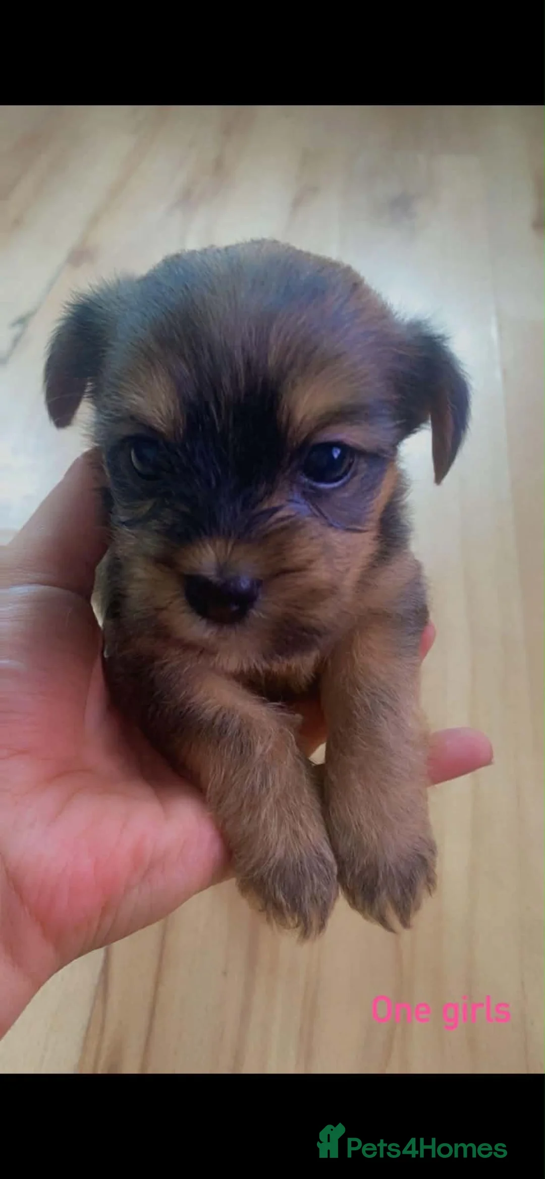 Shorkie dogs for sale: 🐶 2 Boys & 2 Girls Looking for Loving Homes ❤️ in Nelson - Advert 8