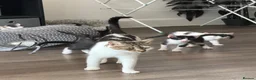 Mixed Breed cats for sale: 8 kittens from litter of 11 - Advert 1