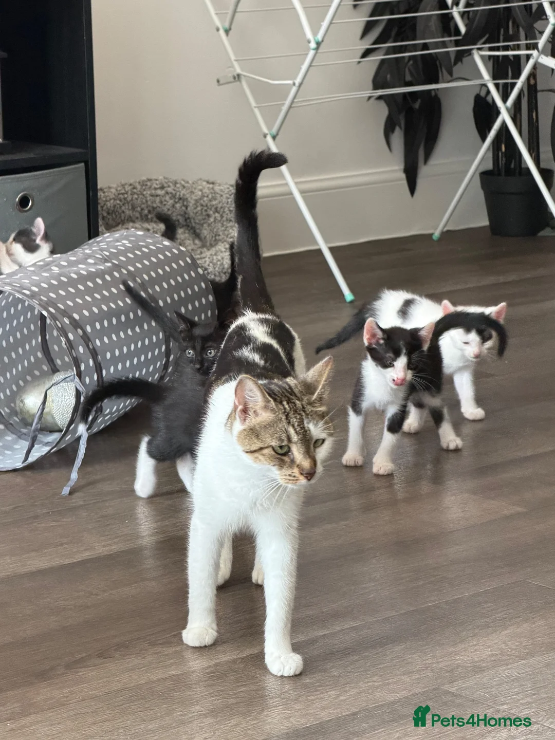 Mixed Breed cats for sale: 8 kittens from litter of 11 - Advert 1