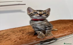 Bengal cats for sale: Silver Charcoal and Brown rosetted Bengal kittens  - Image 12