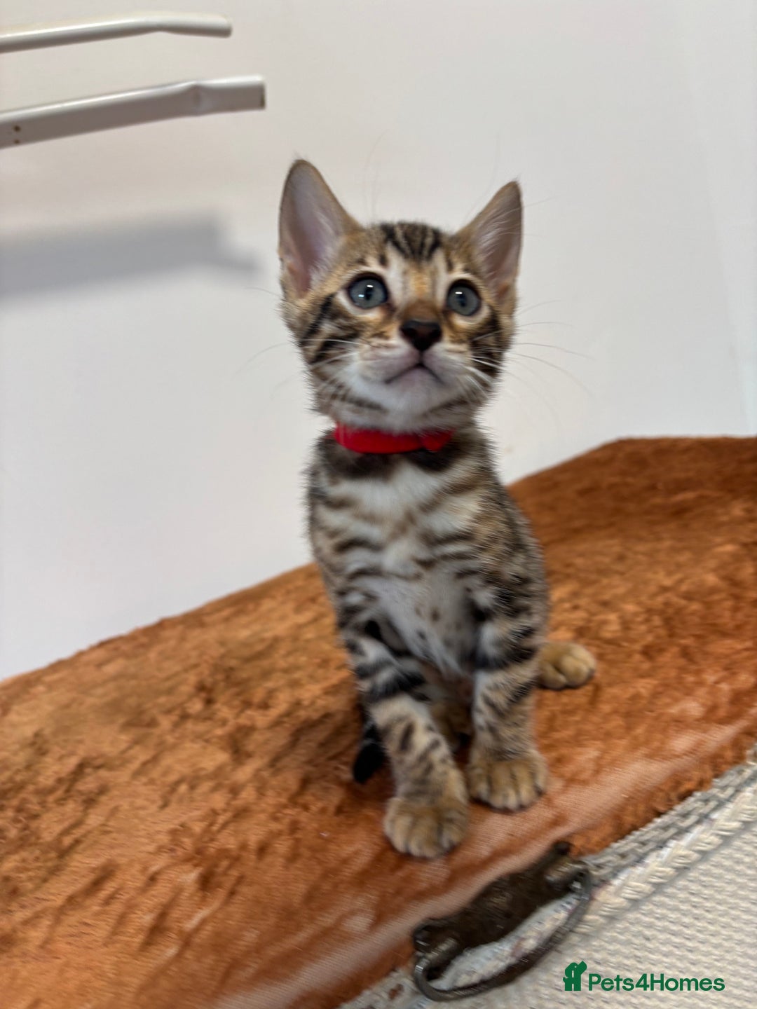 Bengal cats for sale: Silver Charcoal and Brown rosetted Bengal kittens  - Image 12