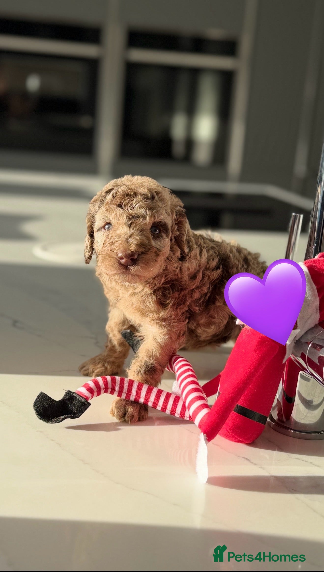 Cockapoo dogs Last 2 merles!! Chocolate & tan Cockapoo litter  - Advert 2