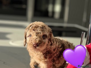 Cockapoo dogs Last 2 merles!! Chocolate & tan Cockapoo litter - Advert 2