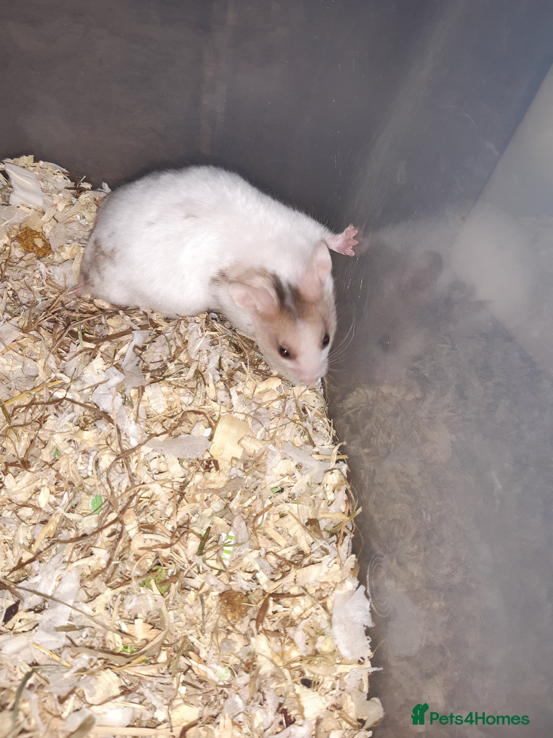 Hamster rodents for sale: Baby Syrian hamsters - Advert 12