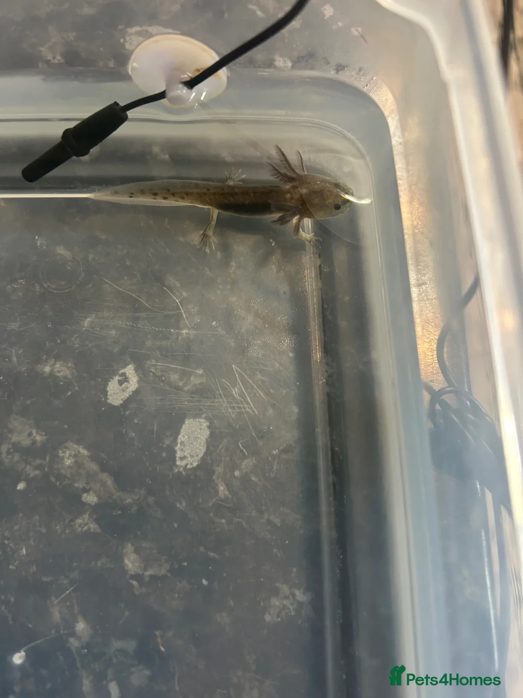 Axolotl reptiles for sale: Axolotl baby one left  - Advert 2