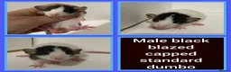 Rat rodents for sale: Adorable Baby Rats for Sale xx - Advert 12