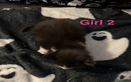 Mixed Breed cats for sale: 5 gorgeous kittens - Image 15