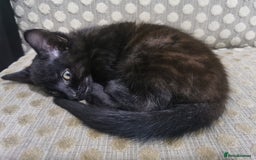 Domestic Shorthair cats for sale: Adorable little black panther 🖤☺️ - Image 4