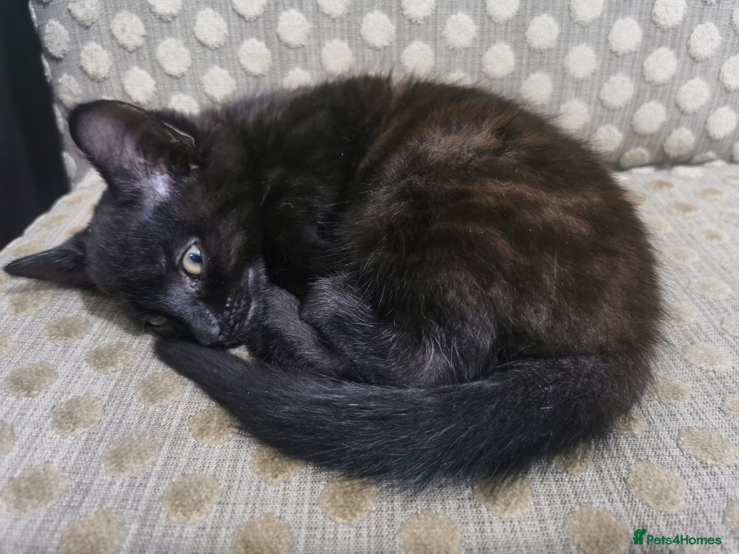 Domestic Shorthair cats for sale: Adorable little black panther 🖤☺️ - Image 4