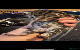 Mixed Breed cats for sale: Stunning  unique kittens  - Image 6