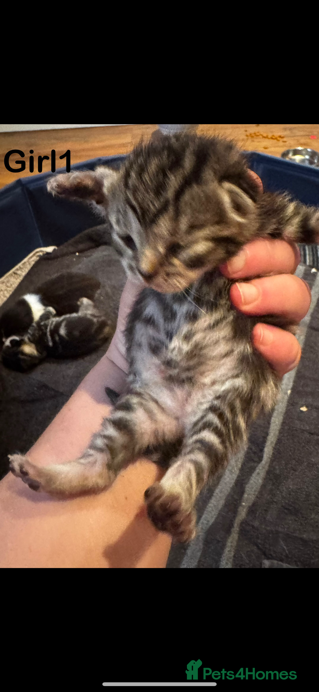 Mixed Breed cats for sale: Stunning  unique kittens  - Image 6