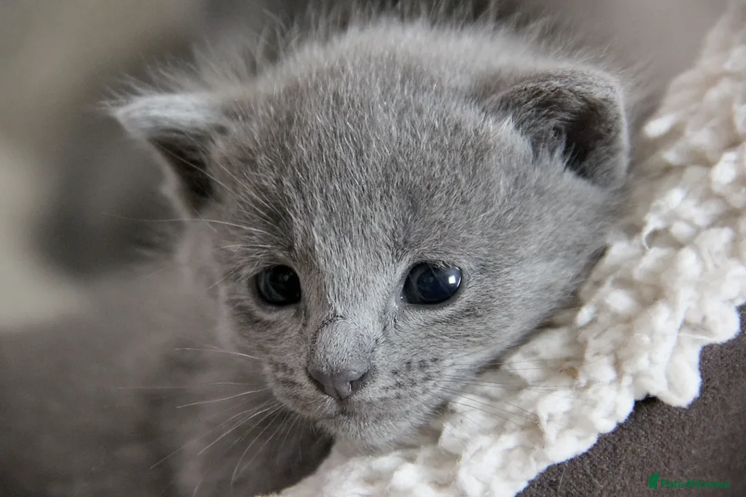 Russian Blue cats for sale: Pure Russian Blue Kittens Available  - Advert 4