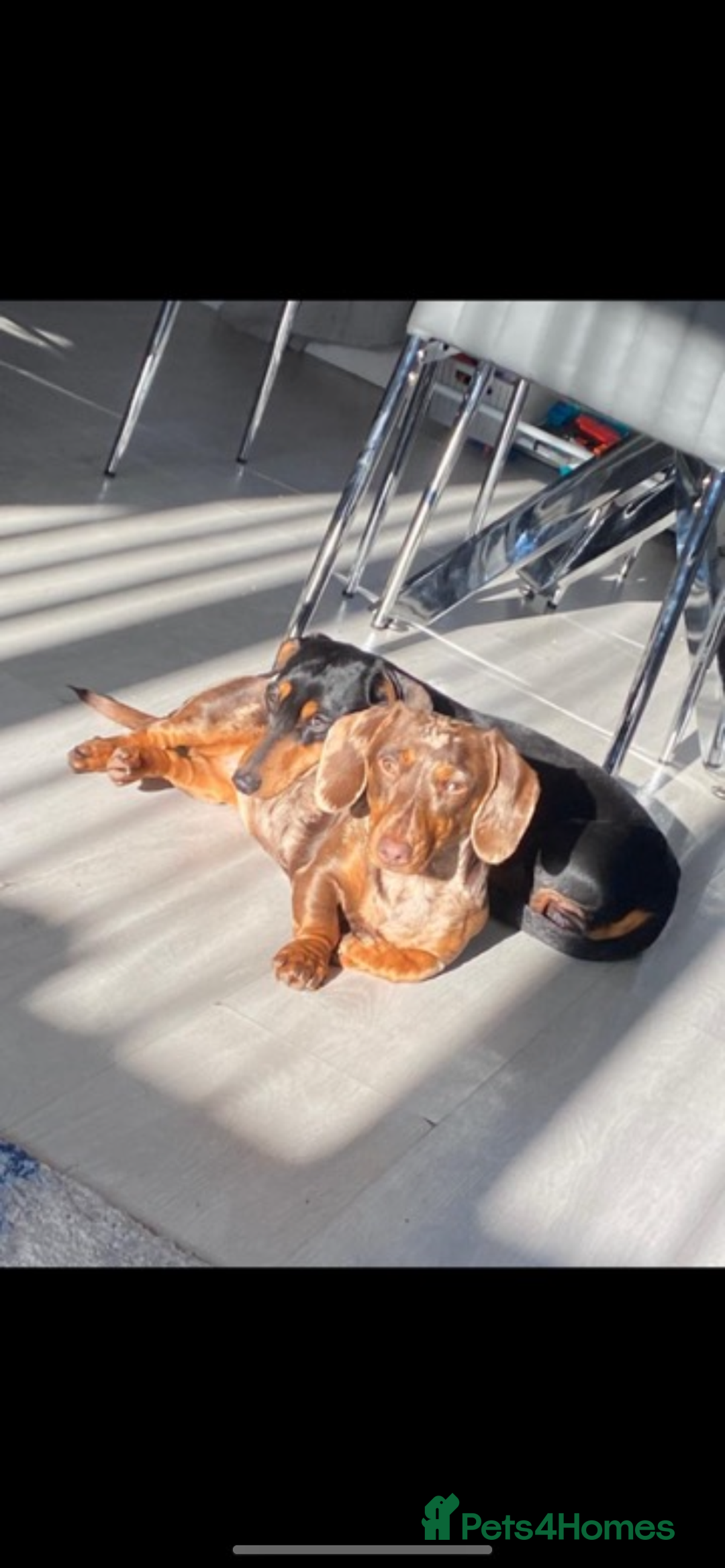 Dachshund dogs for sale: Dachshund  - Image 5