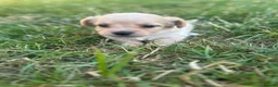 Mixed Breed dogs for sale: Beautiful pomjacks for sale - Advert 12