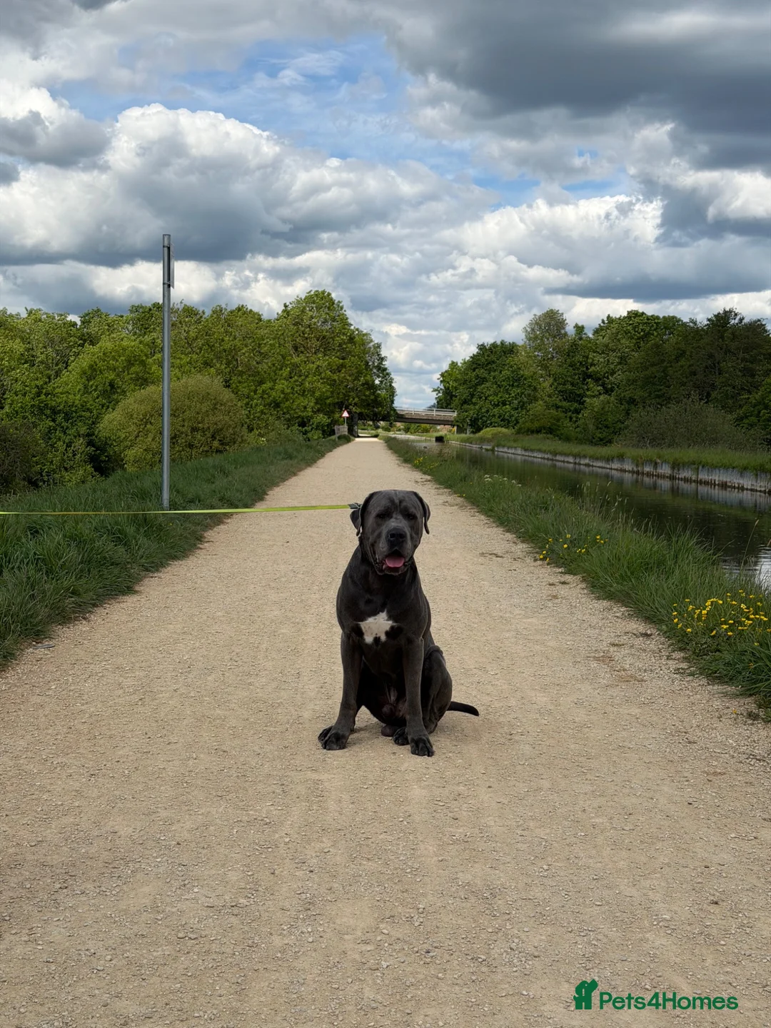 Cane Corso dogs for adoption: Rehoming my beautiful Grey Cane Corso Max  in Broxbourne - Advert 2