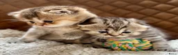 Scottish Fold cats for sale: Adorable Pedigree Scotish Fold Kittens  - Advert 5