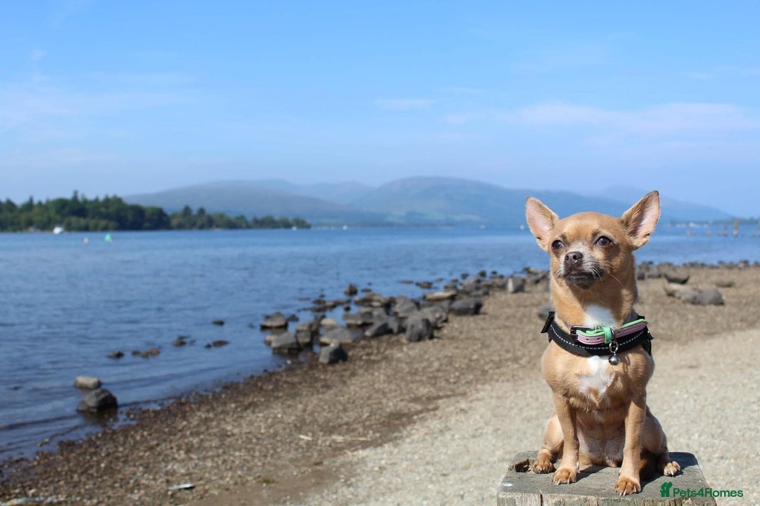 Chihuahua dogs for sale: Chihuahua Adult Female  - Image 9