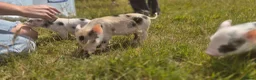 Pig livestock for sale: Hand reared piglets  in Canterbury - Advert 2