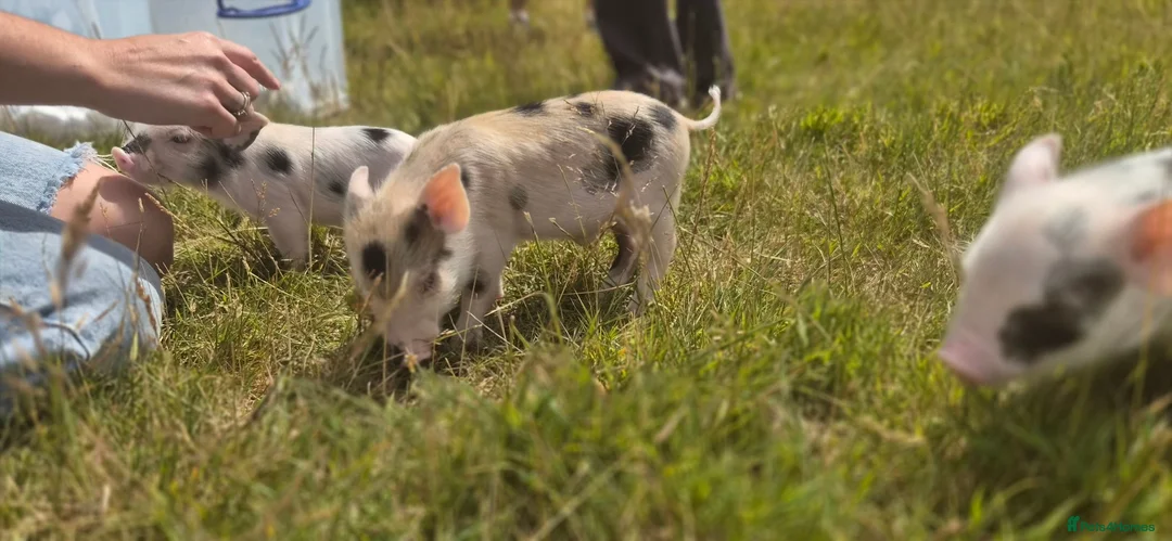 Pig livestock for sale: Hand reared piglets  in Canterbury - Advert 2