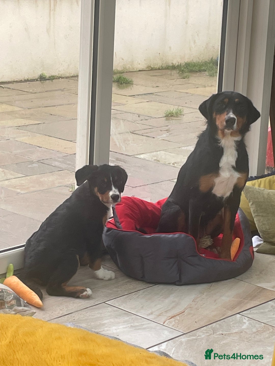 Bernese Mountain Dog dogs for sale: Boys and girls ready  - Advert 3