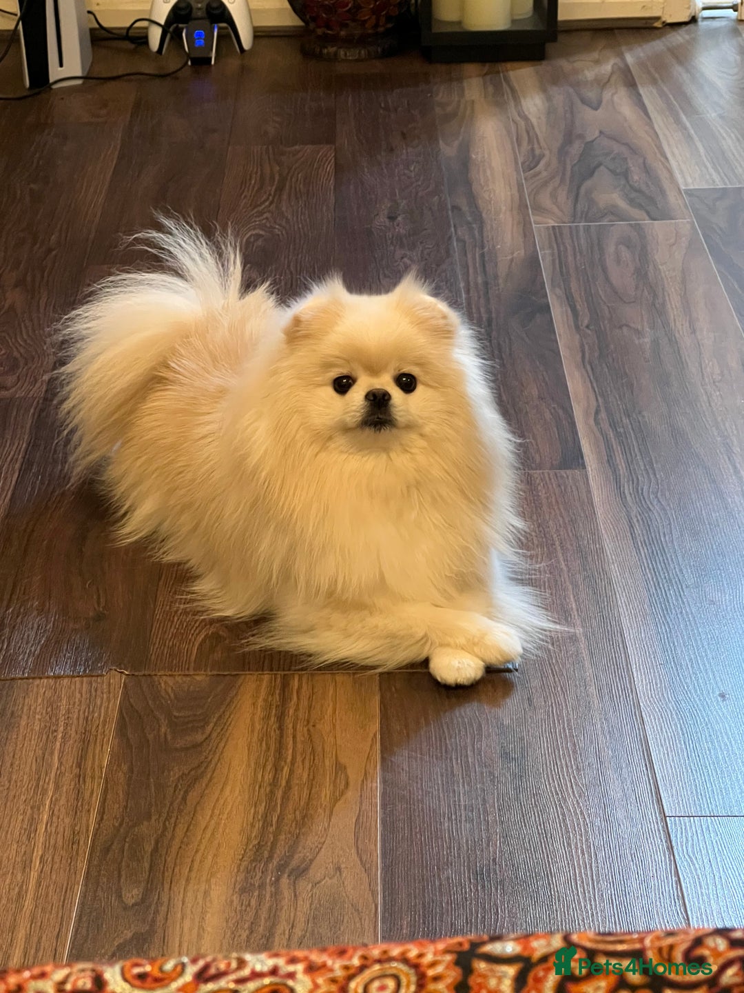 Pomeranian dogs for sale: Pomeranian puppy for sale - Advert 6