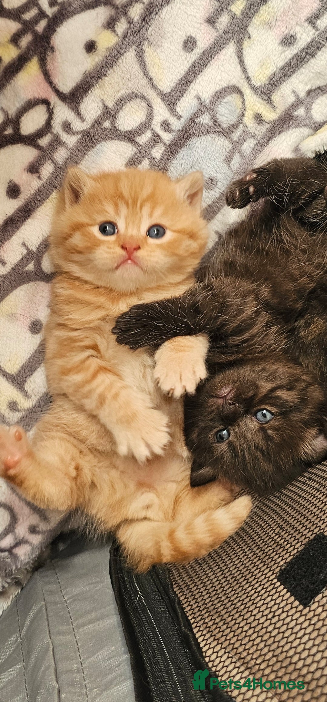 British Shorthair cats for sale: Beautiful British shorthair kittens  - Advert 1