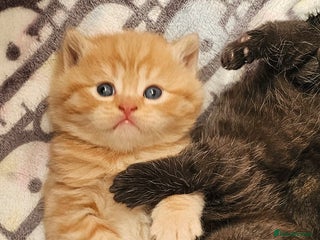 British Shorthair cats Beautiful British shorthair kittens - Advert 1