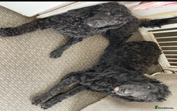 Cockapoo dogs for sale: Cockapoo  - Image 8