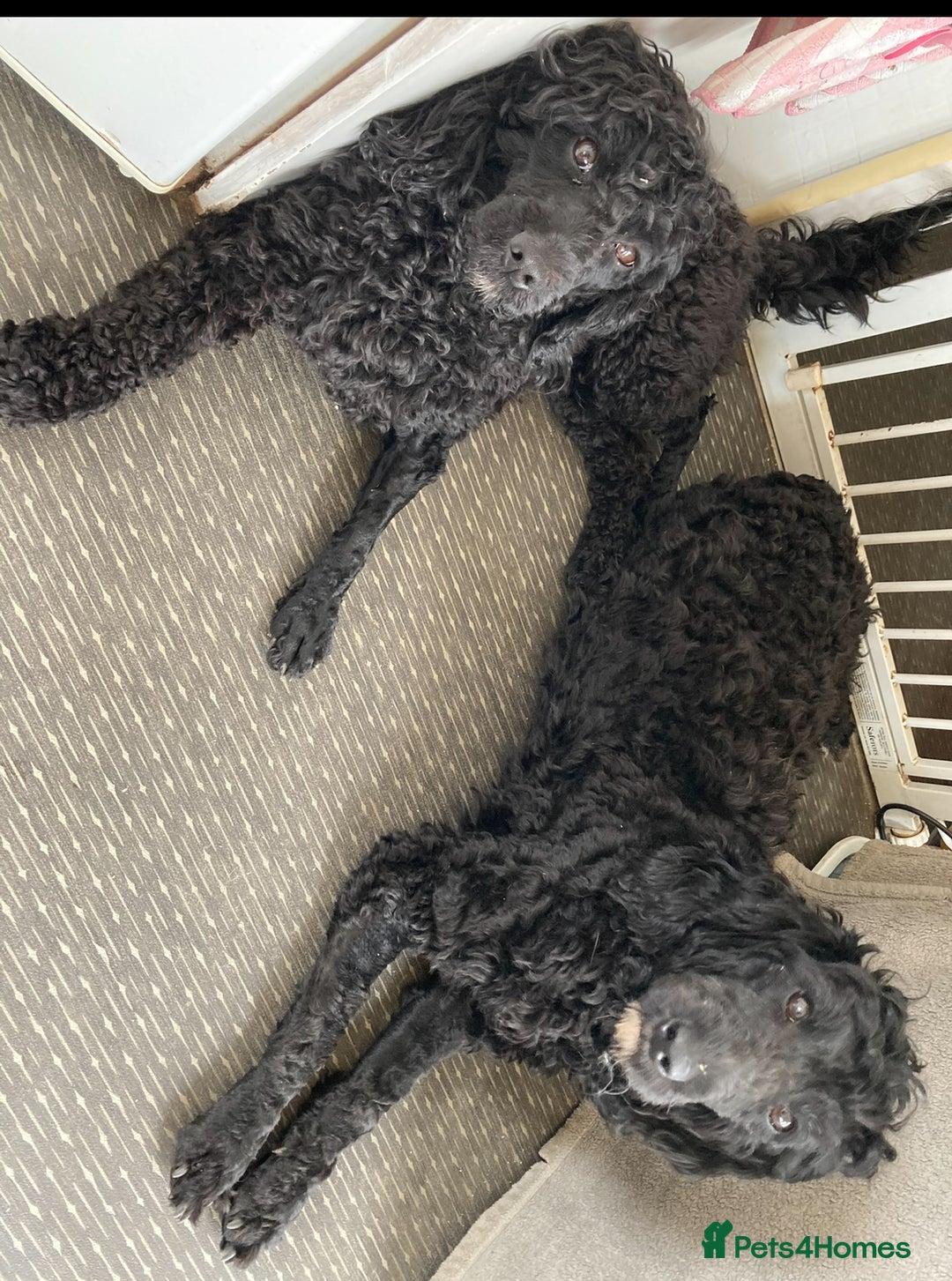 Cockapoo dogs for sale: Cockapoo  - Image 8
