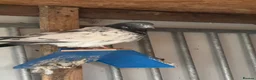 Pigeons birds for sale: Pakistani high flyers  - Advert 6