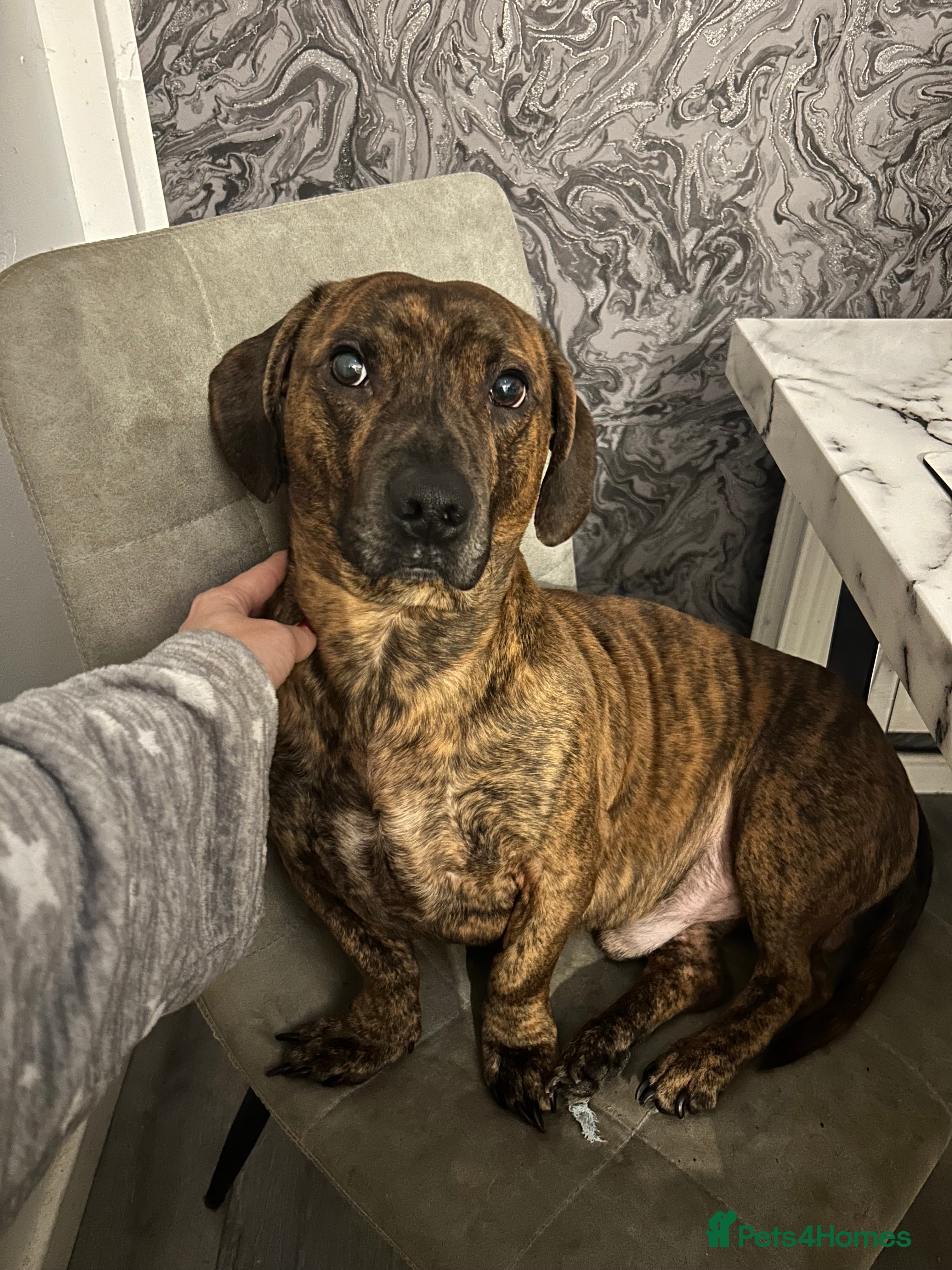 Mixed Breed dogs Milo 3yrs old staffy dash hound cross to rehome  - Advert 2