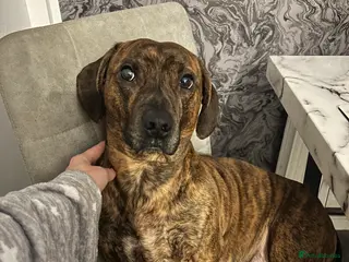 Mixed Breed dogs Milo 3yrs old staffy dash hound cross to rehome - Advert 2
