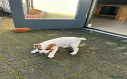 Jack Russell dogs for sale: 2 jack russell pups - Advert 5