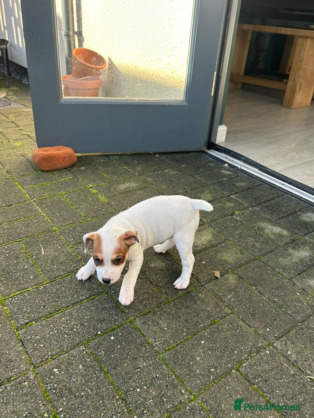 Jack Russell dogs for sale: 2 jack russell pups - Advert 5