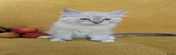 Ragdoll cats for sale: GCCF Full Pedigree Ragdoll Kittens  - Advert 12