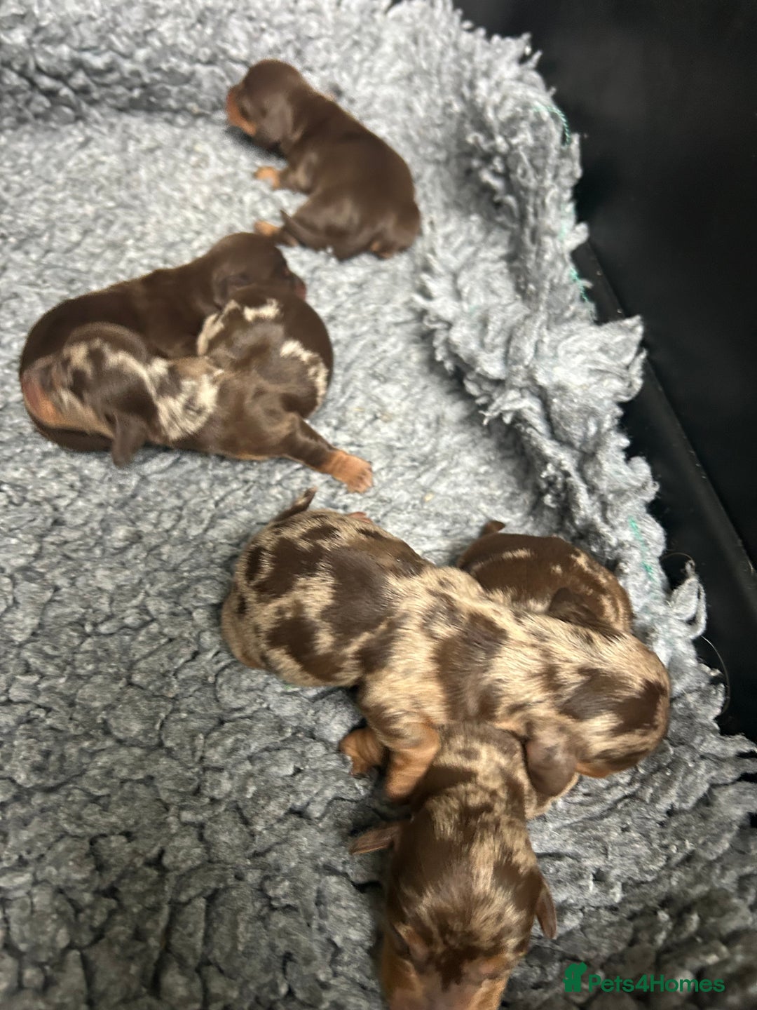 Miniature Dachshund dogs for sale: Miniature dachshund puppies  - Image 5
