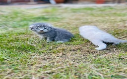 Scottish Fold cats for sale: Adorable Kittens Looking for Their Forever Homes🐾 - Image 29
