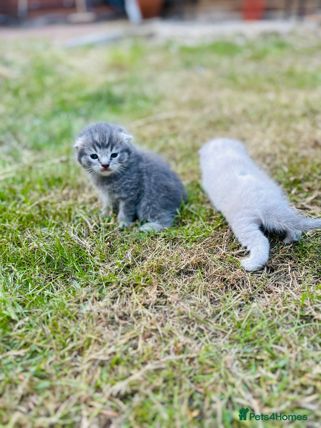 Scottish Fold cats for sale: Adorable Kittens Looking for Their Forever Homes🐾 - Image 29