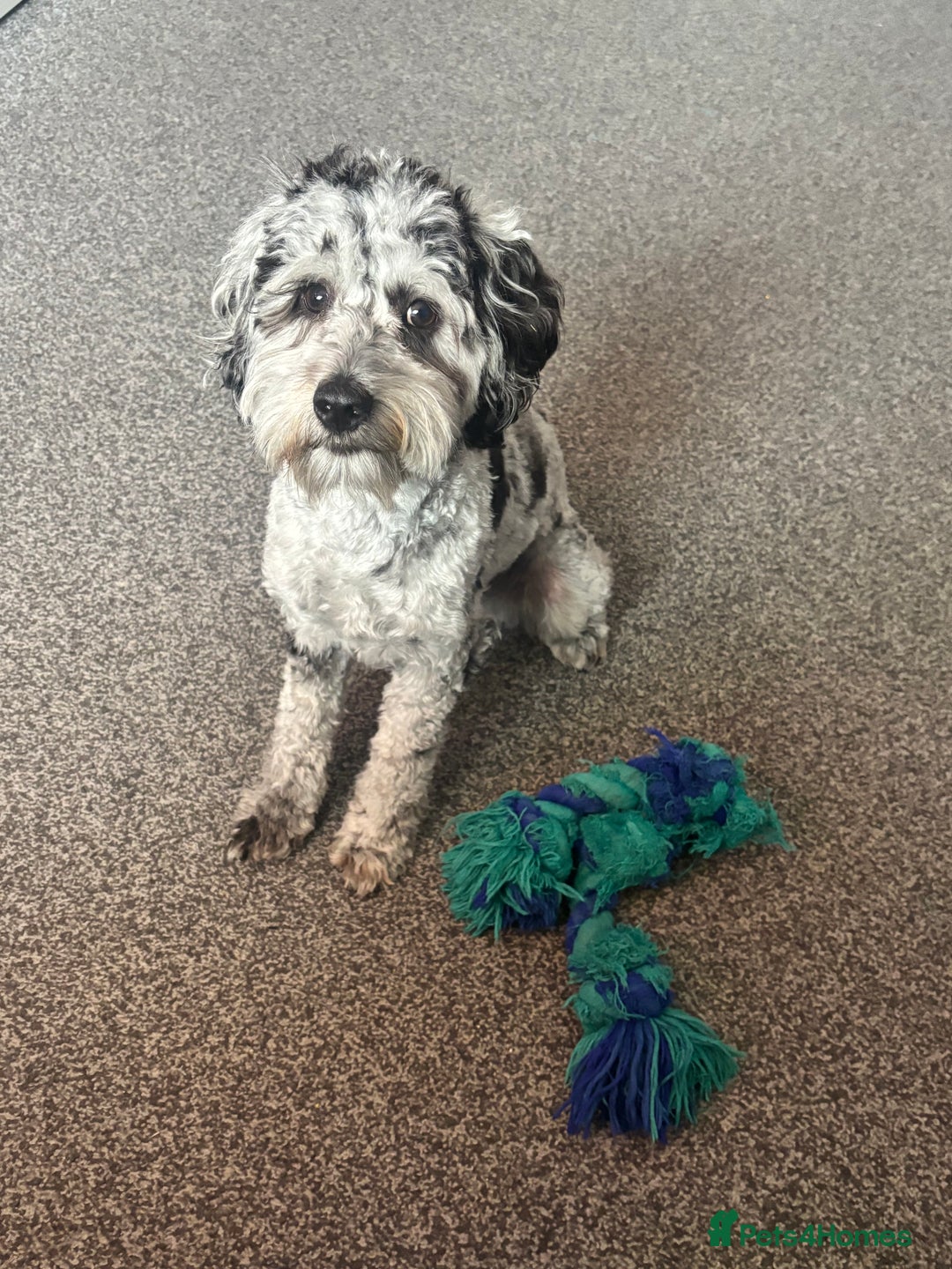 Cockapoo dogs for stud: Blue Merle Cockapoo ( Ralph )  - Image 5