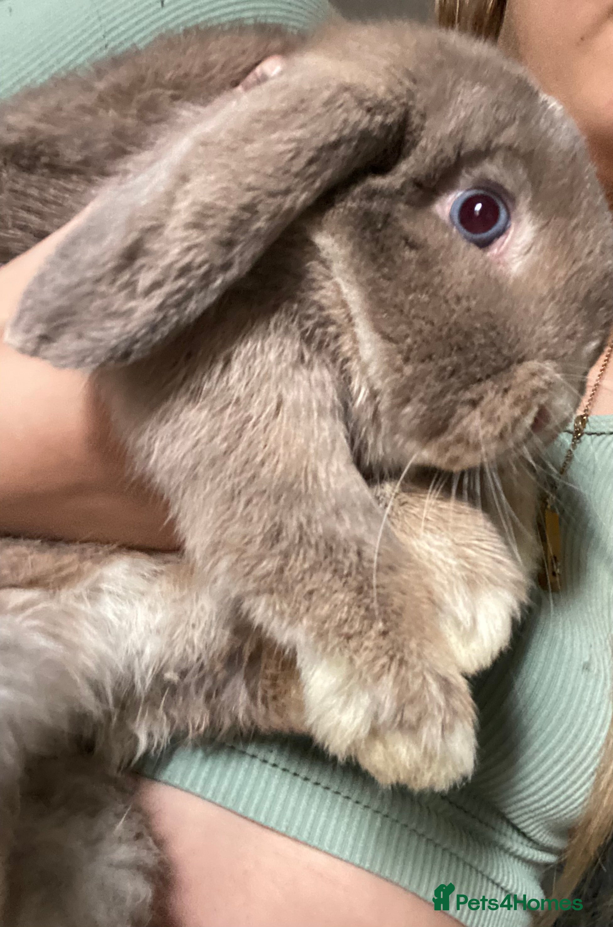 Mini Lop rabbits Male mini lop - Advert 5