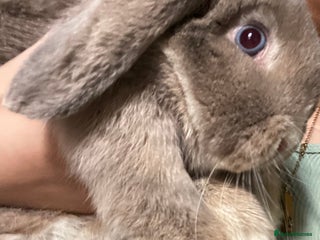 Mini Lop rabbits Male mini lop - Advert 1