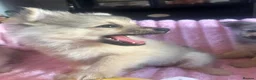 Pomeranian dogs for sale: Pomeranian puppies  - Advert 9