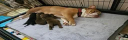Mixed Breed dogs for sale: F1 BULLADOR PUPPIES - Advert 21