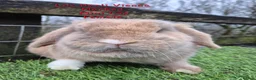 Mini Lop rabbits for sale: Various Adult Mini Lops - Advert 18