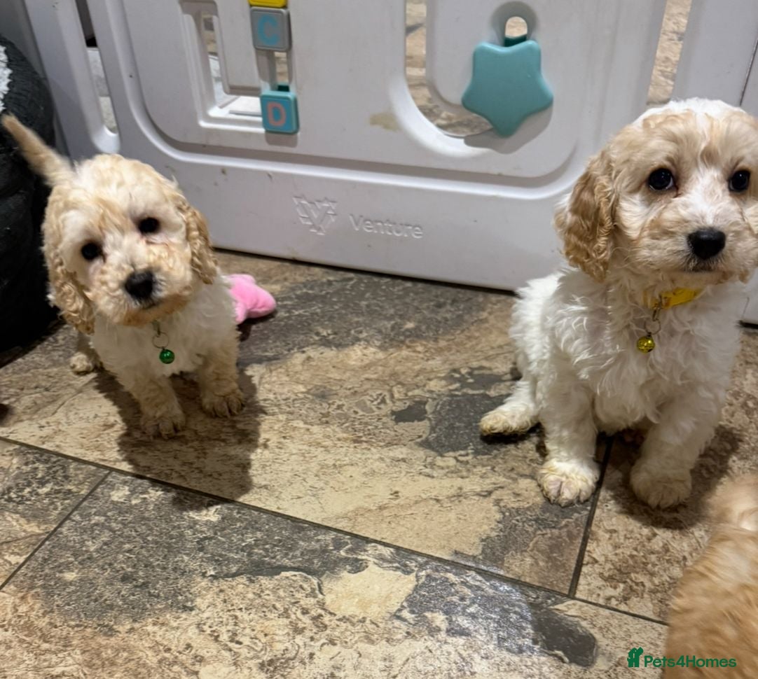 Cockapoo dogs COCKAPOO Puppies (Small Breed) - Advert 6