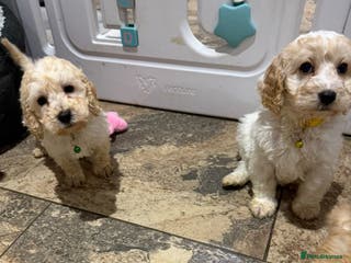 Cockapoo dogs COCKAPOO Puppies (Small Breed) - Advert 4
