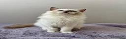 Ragdoll cats for sale: TICA registered blue mitted radoll kitten - Advert 9