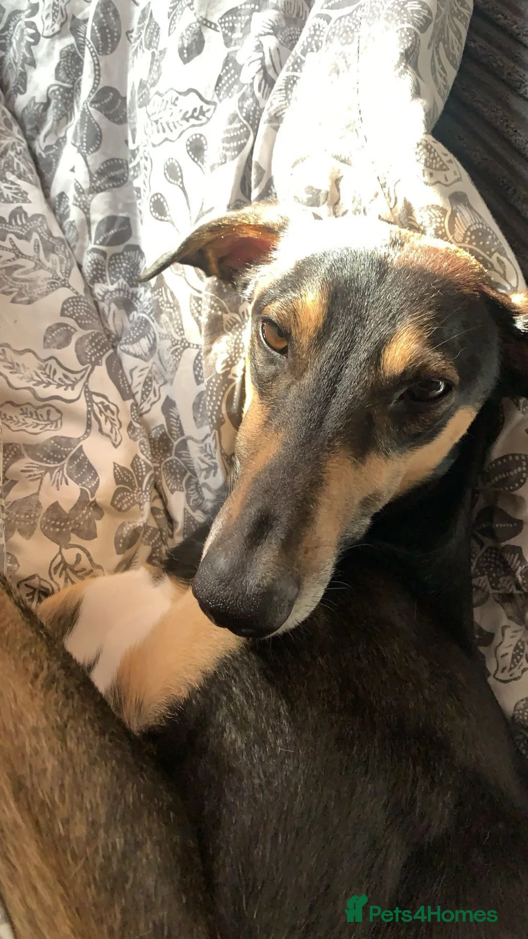 Mixed Breed dogs for stud: greyhound/whippet looking for a home in London - Advert 1